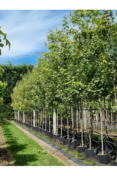 Клен Red Sunset саджанці